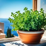 greek oregano