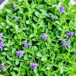 organic oregano