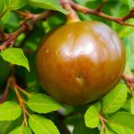 Indian gooseberry